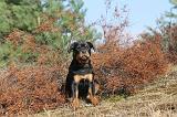 ROTTWEILER 038